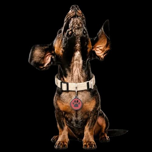 Perro con placa QR de Piingo para identificación digital en México